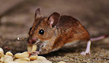 Find Exterminators in New Jersey